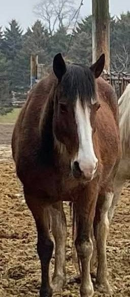 Sponsor Hope’s Sanctuary Care